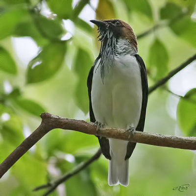 Araponga barbuBearded Bellbird