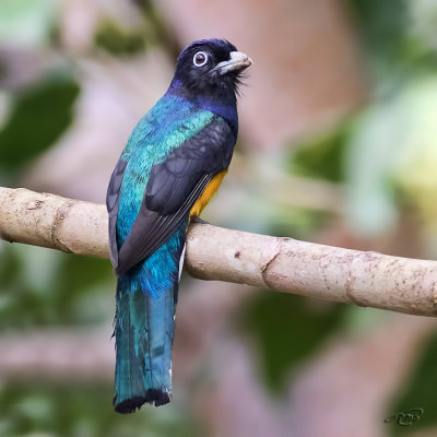 Trogon  queue blancheGreen-backed Trogon