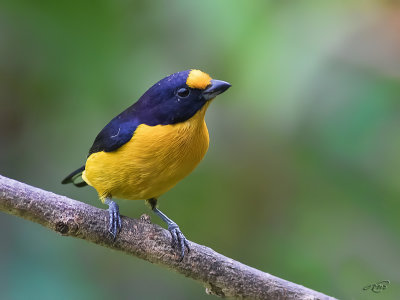 Organiste-titViolaceous Euphonia