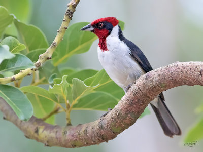 Paroare masqu<br/>Masked Cardinal