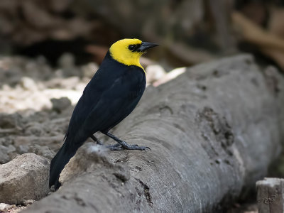 Carouge  capuchonYellow-hooded Blackbird