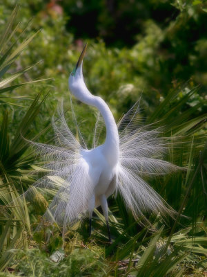 Grande aigretteGreat Egret