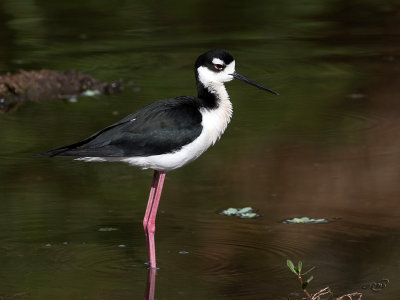 chasse damrique<br/>Black-necked Stilt