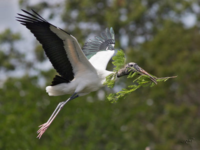 Tantale d'AmriqueWood Stork