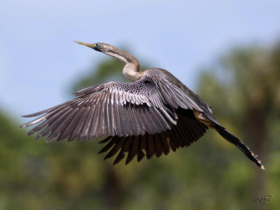 Anhinga dAmrique<br/>Anhinga