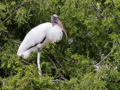 Tantale d'AmriqueWood Stork