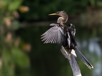 Anhinga d'AmriqueAnhinga