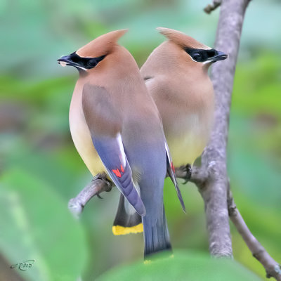 Jaseur d'AmériqueCedar Waxwing