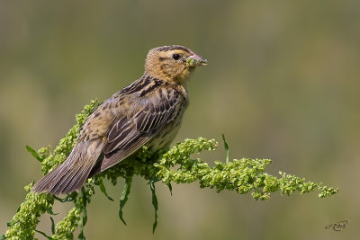 Goglu des prsBobolink