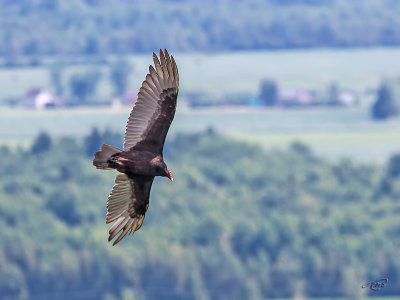 Urubu  tte rougeTurkey Vulture