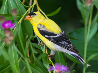 Chardonneret jauneAmerican Goldfinch