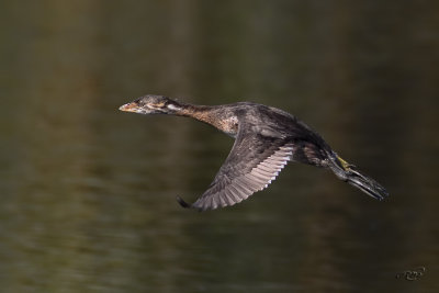 Grèbe à bec bigarréPied-billed Grebe
