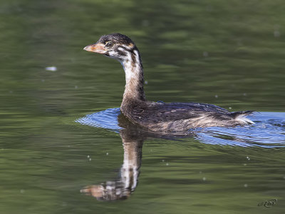 Grbe  bec bigarrPied-billed Grebe