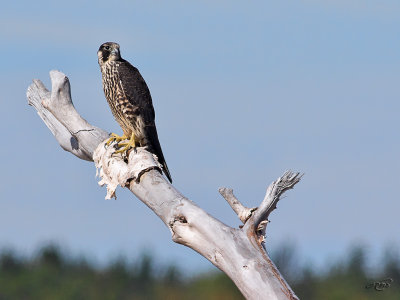 Faucon plerinPeregrine Falcon