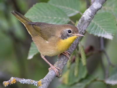 Paruline masqueCommon Yellowthroat