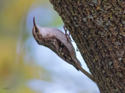 Grimpereau brunBrown Honeycreeper