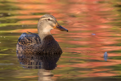 Canard colvertMallard