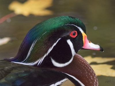 Canard branchuWood Duck