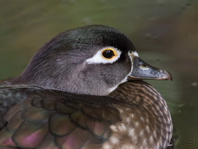 Canard branchuWood Duck