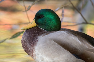 Canard colvertMallard