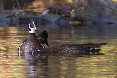 Canards branchusWood Ducks