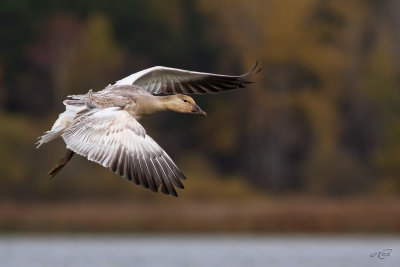 Oie des neiges<br/>Snow Goose