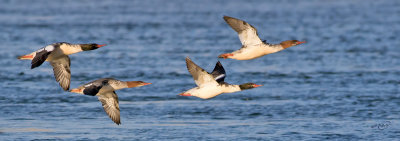 Grand harlesCommon Mergansers