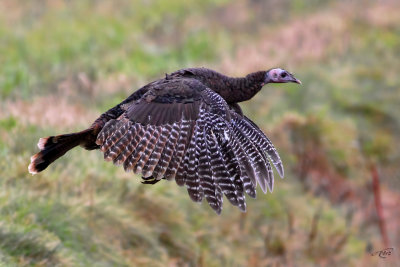 Dindon sauvageWild Turkey