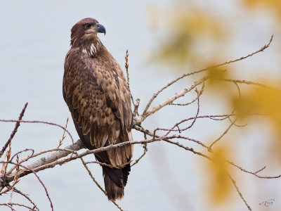 Pygargue  tte blancheBald Eagle