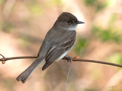 Moucherolle phbiPhoebe