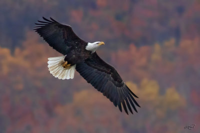 Pygargue  tte blanche<br/>Bald Eagle