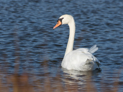 Cygne tuberculMute Swan