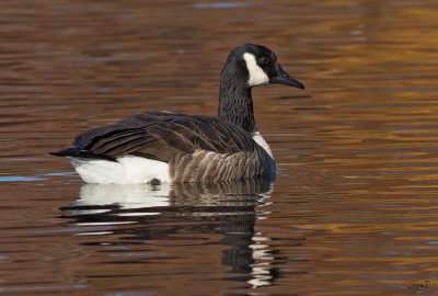 Bernache du CanadaCanada Goose