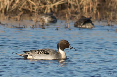 Canard PiletNorthern Pintail