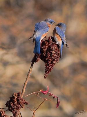 Merlebleu de l'EstEastern Bluebird