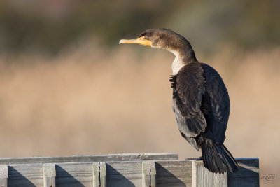 Cormoran  aigrettes<br/>Double-crested Cormorant