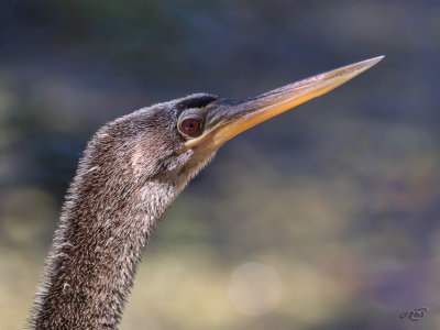 Anhinga