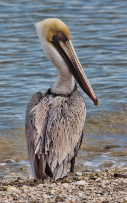 Plican brunBrown Pelican