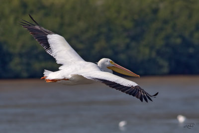 Plican d'AmriqueAmerican White Pelican