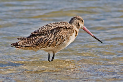 Barge hudsonienneHudsonian Godwit