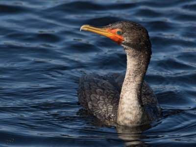 Cormoran  aigrettesDouble-crested Cormorant