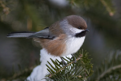 Msange  tte bruneBoreal Chickadee