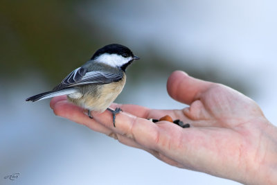 Msange  tte noireBlack-capped Chickadee