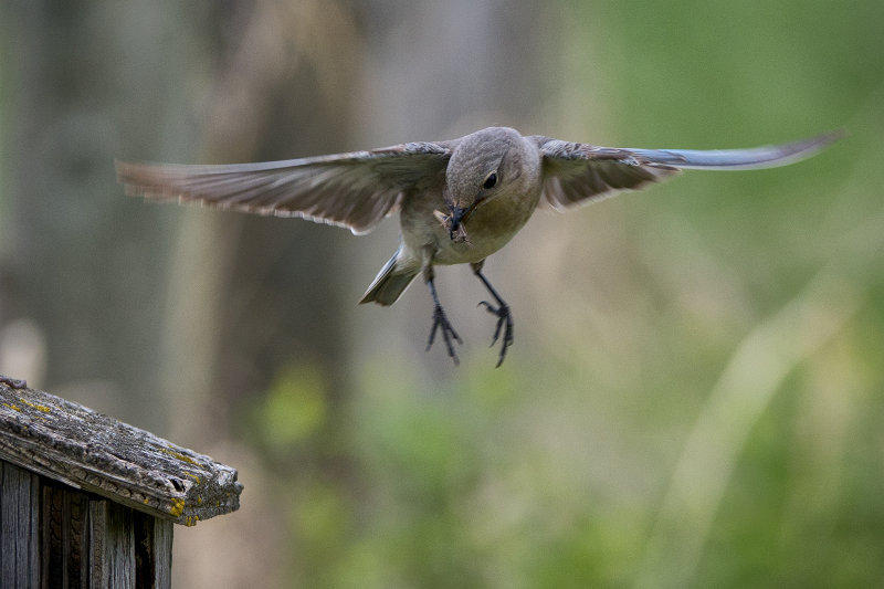 _DSC2473pb.jpg Female in Flight