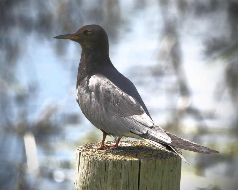 _DSC6466pb.jpg  Black Tern