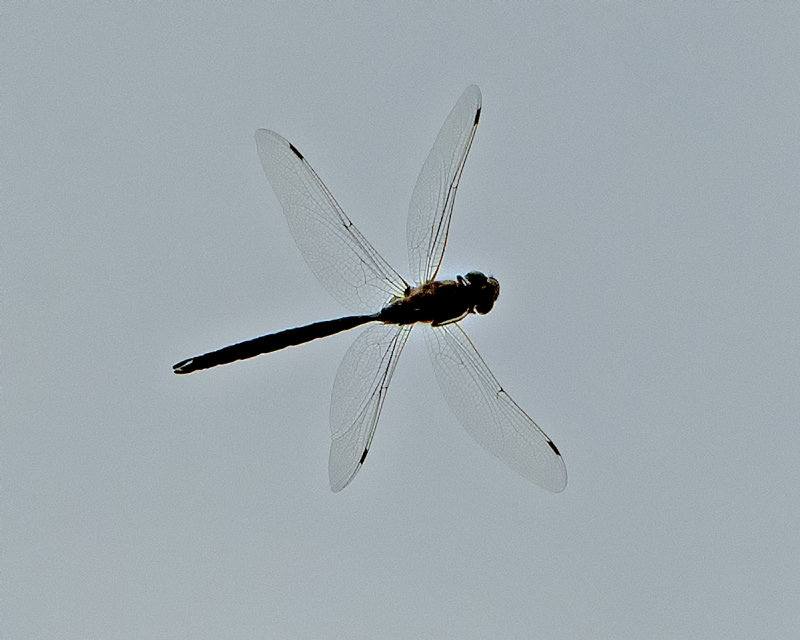 _DSC6750.jpg  Just a Dragonfly, Not Really