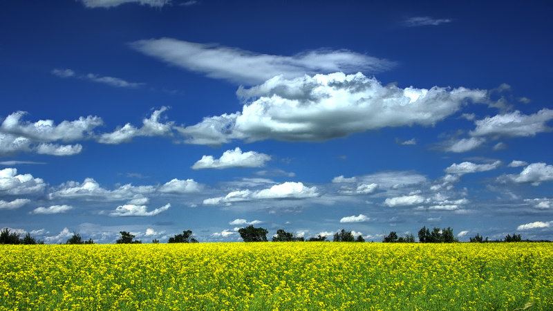 _SDP6286a.jpg Prairie Canola fields