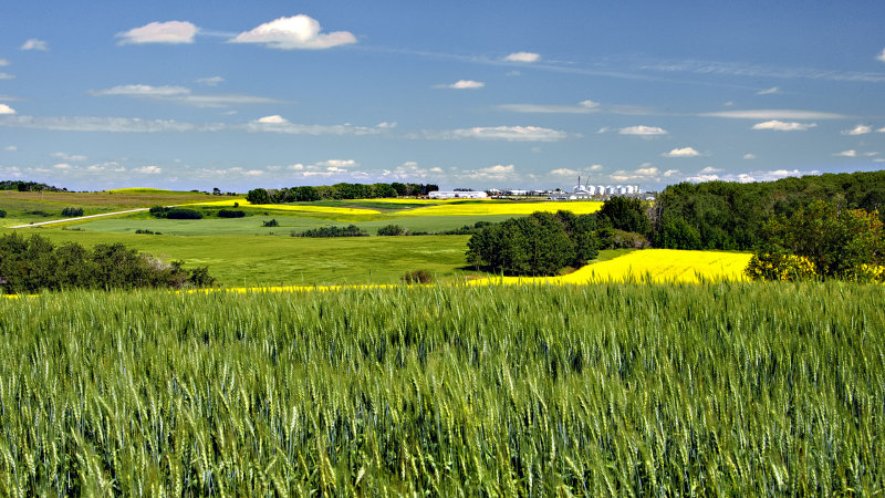 _SDP6331.jpg  Mixed Farming in Central Alberta