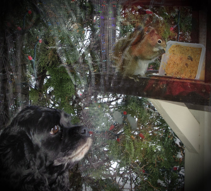 _SDP7969.jpg  Dogs best Friend