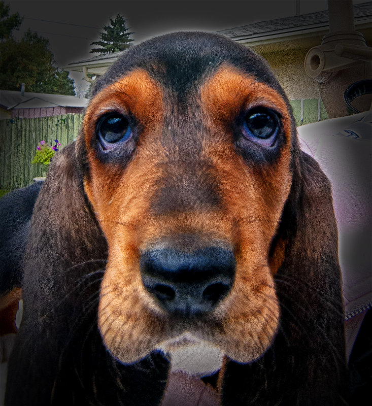 _DSC0524.jpg My Friends Dog